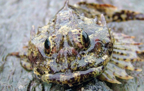 Taurulus bubalis_07.jpg